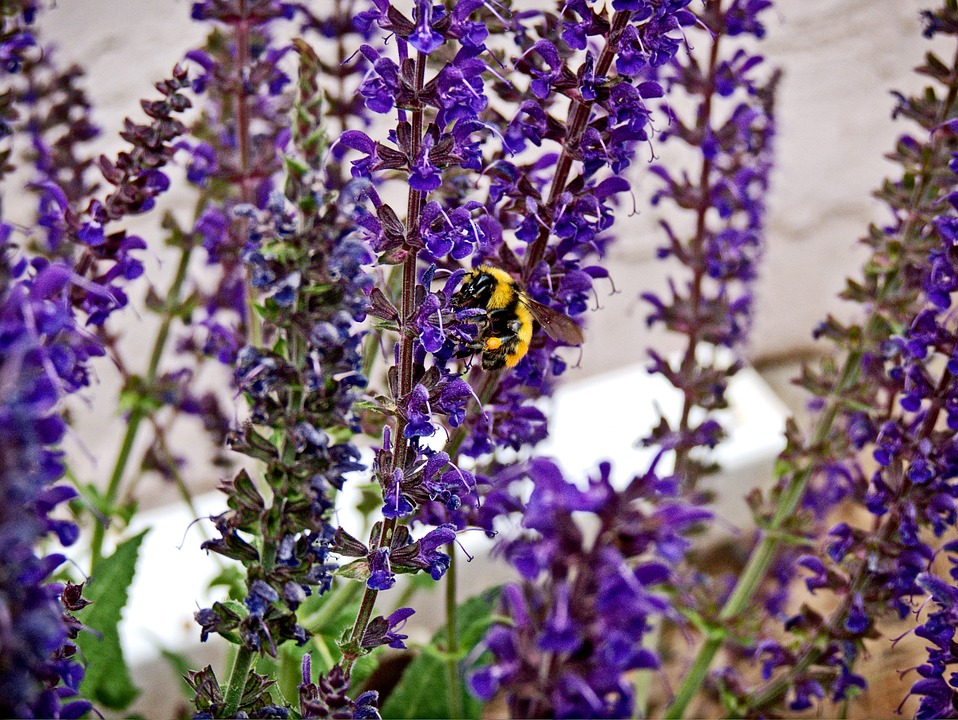 bumblebee, bee, lavender