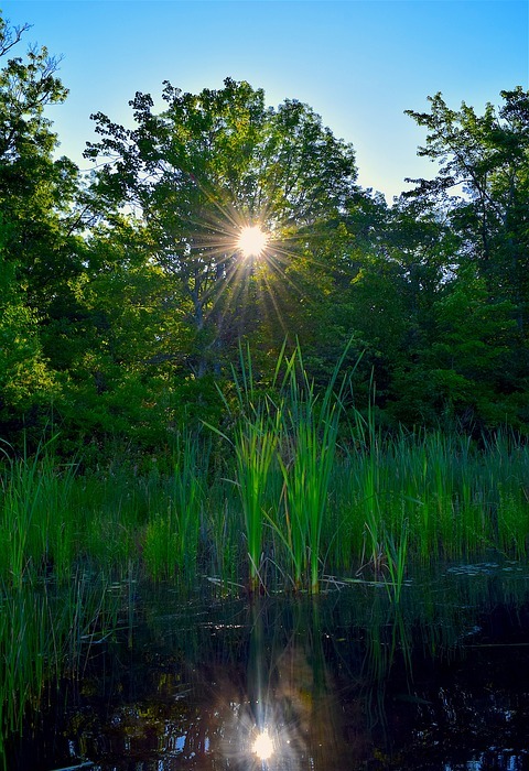 lake, sun, reeds