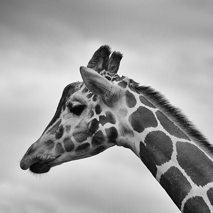 giraffe, head, black and white