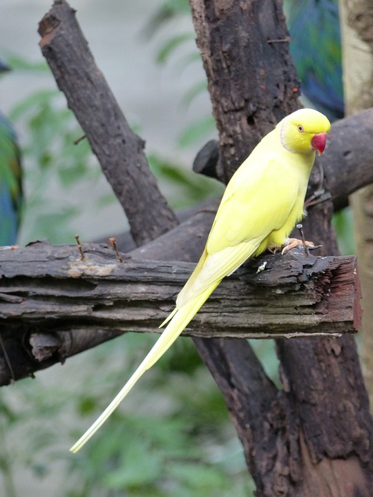 parakeet, yellow, birds