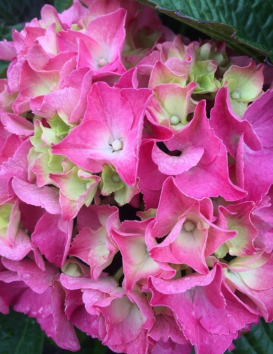 hydrangea, flower, pink