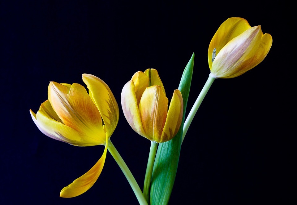 tulip, spring, flowers