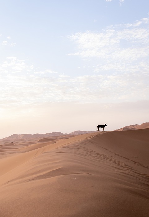 desert, dog, morocco