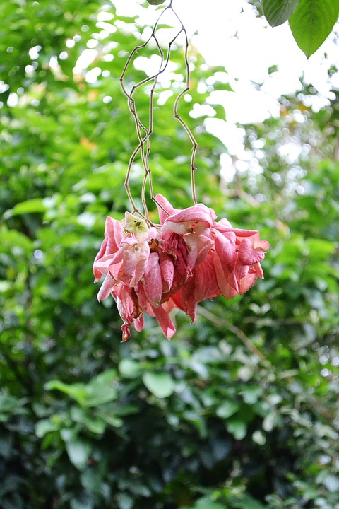 musunda, rose flower, rose color
