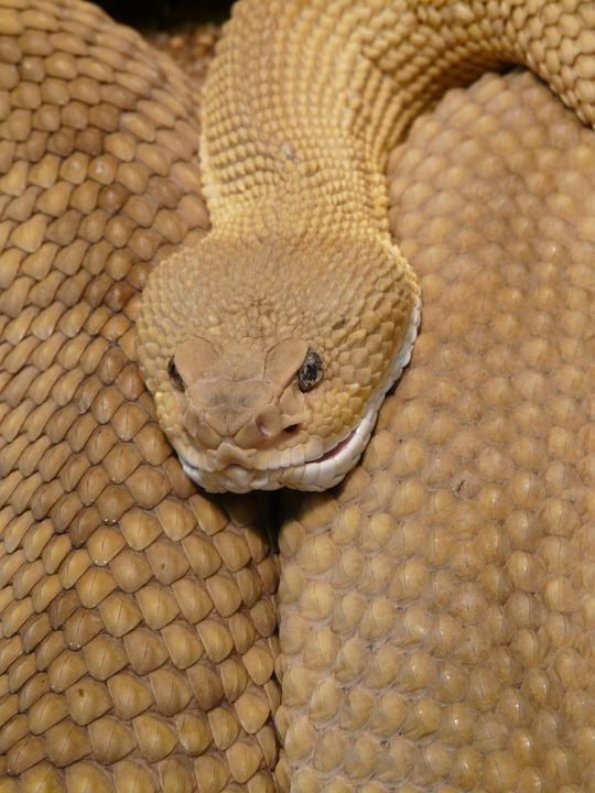 basilisk rattlesnake, rattlesnake, snake