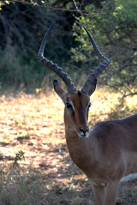 impala, africa, safari