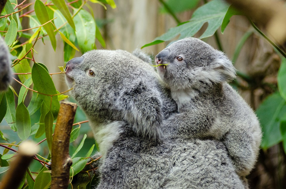 female koala and her baby, australian lazy, cute