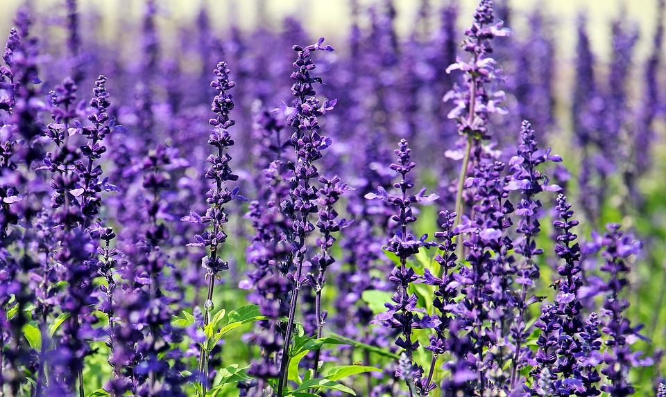 lavender, flowers, purple flowers