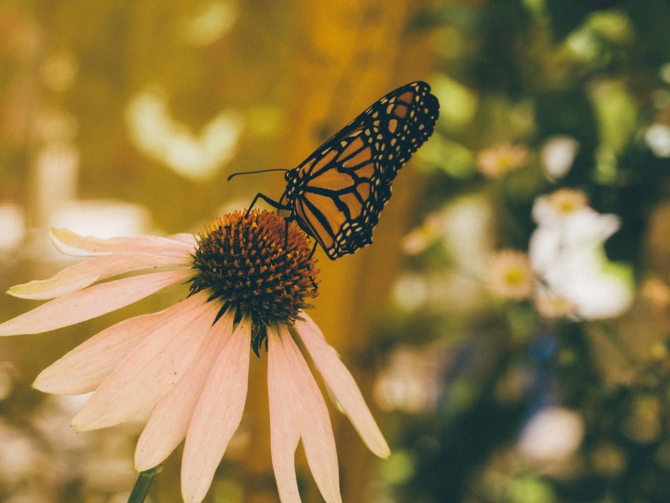 butterfly, insect, flowers