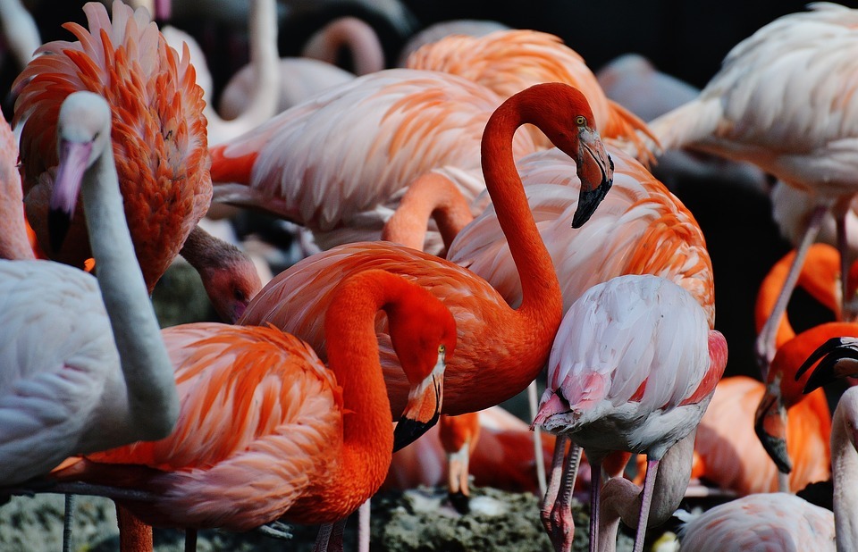 flamingos, birds, colorful