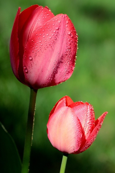 tulip, flower, light