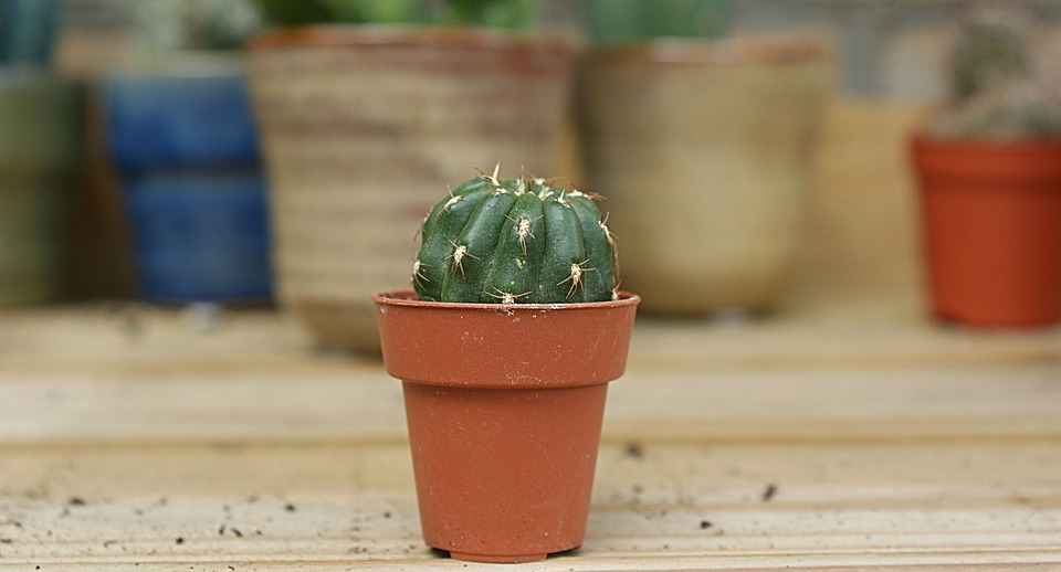 cactus, small, green