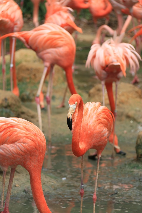 flamingo, birds, fly