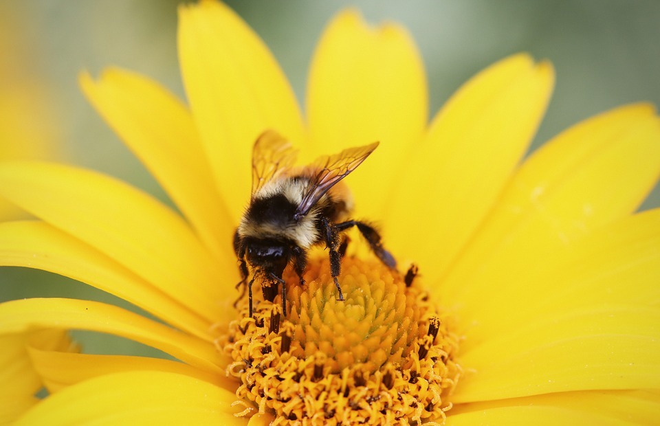 bumblebee, pollen, flower