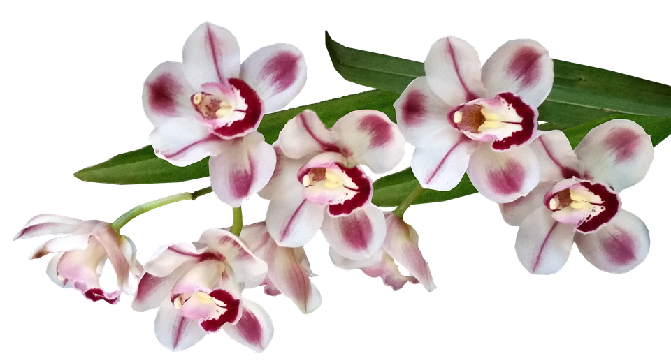 flowers, orchids, exotic
