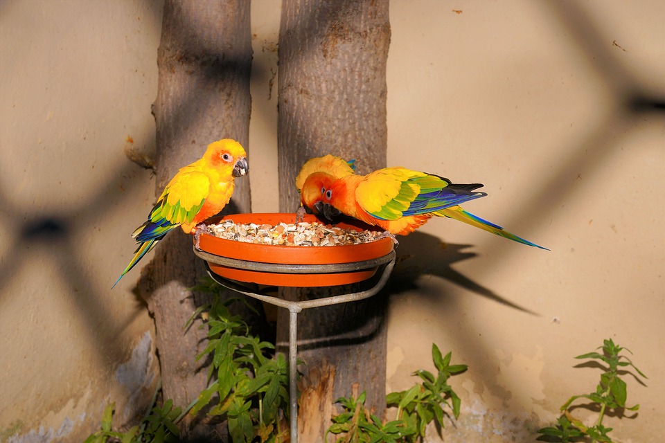 birds, parrots, feeding