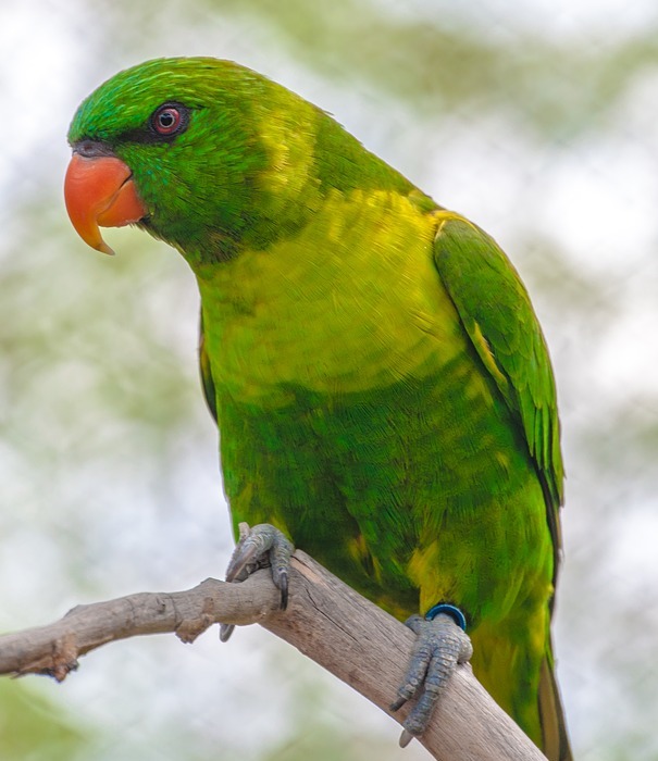 bird, green, parrot