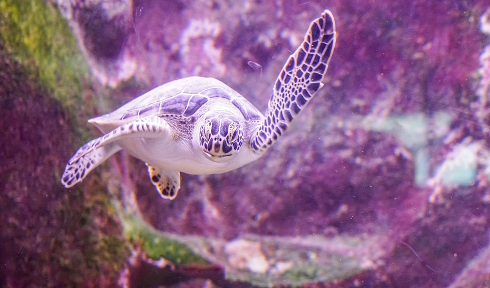 sea turtle, swimming, underwater