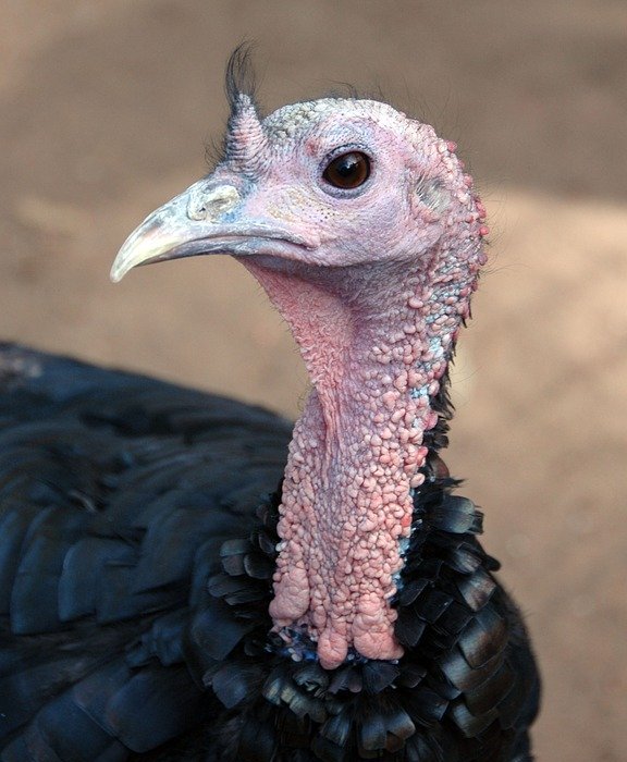 turkey, bird, thanksgiving