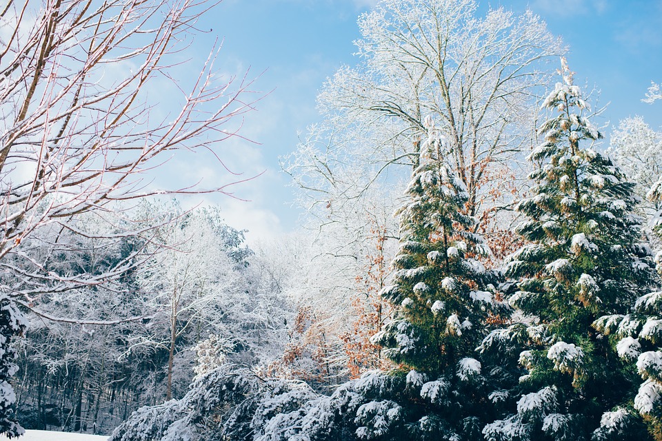 snow, winter, trees