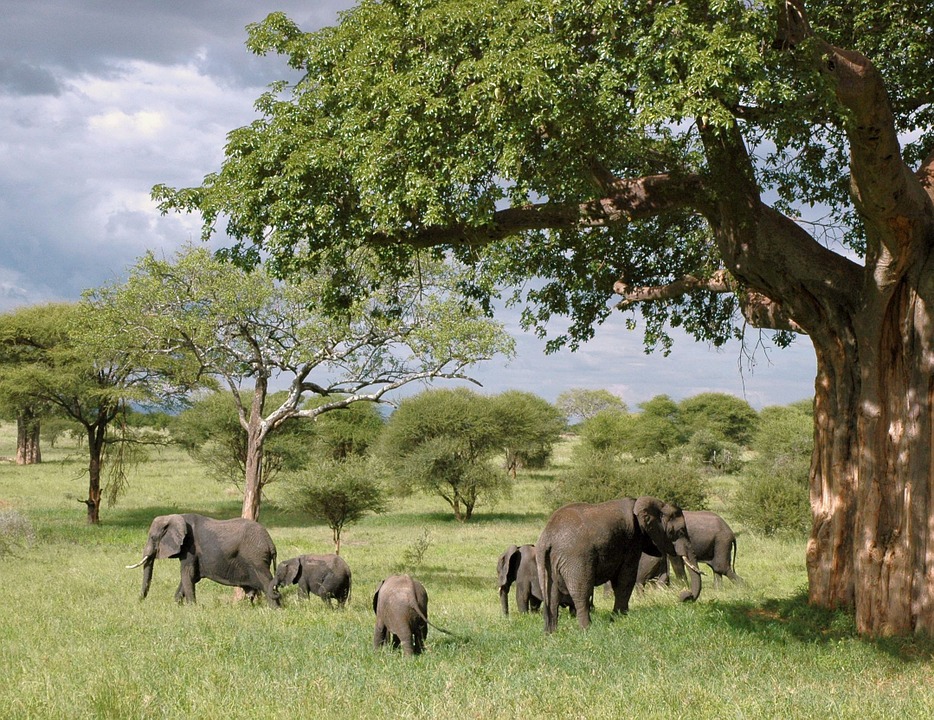 elephant, elephants, tanzania