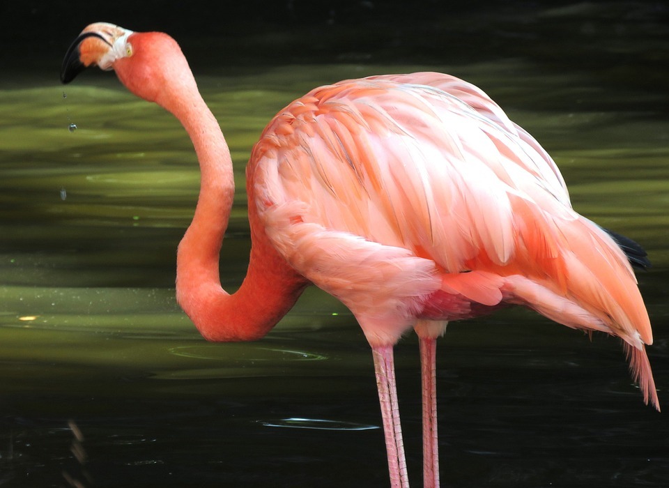 flamingo, water birds, exotic birds