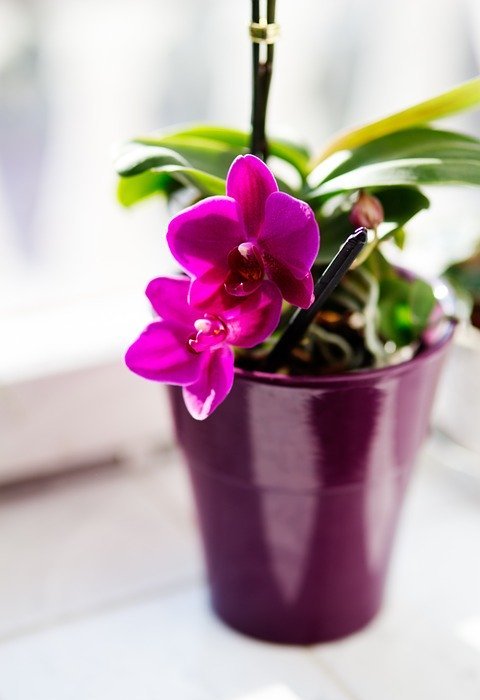 orchid, flower, houseplants