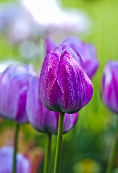 tulips, garden, flowers