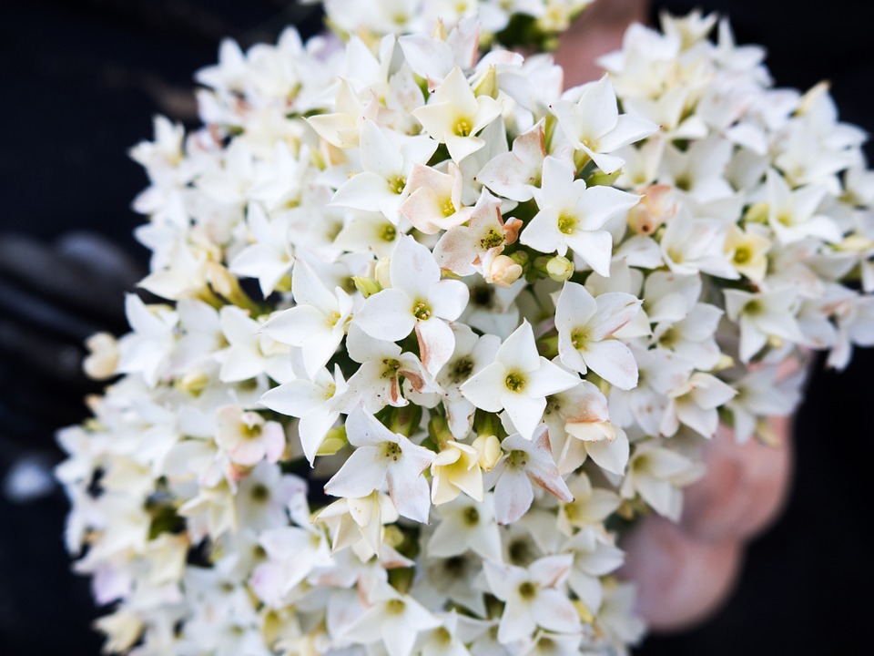 white, flowers, blossoms
