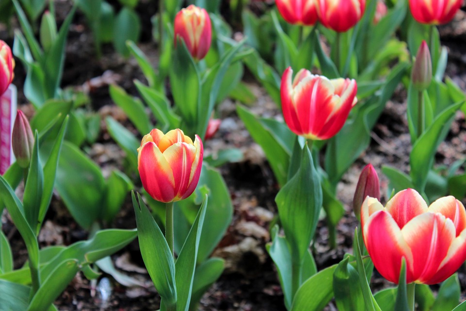 tulips, tulip fields, flower