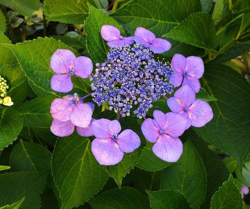 hydrangea, flowers, purple