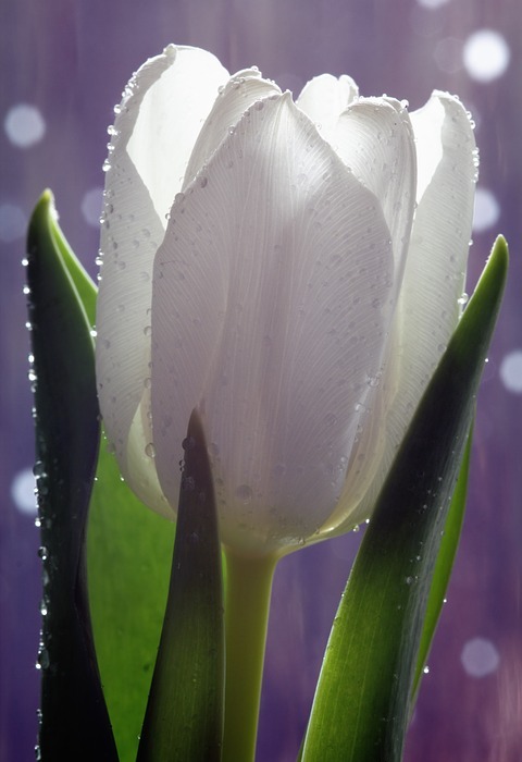 tulip, flower, white