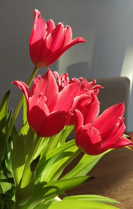 tulips, spring, bouquet