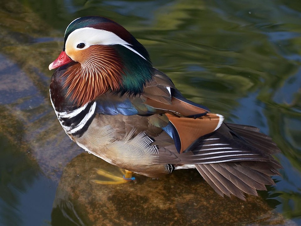 duck, water bird, colorful