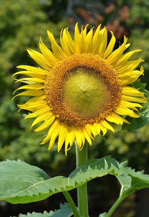 sunflower, sun, flowers