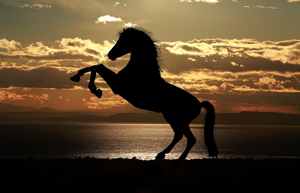 horse, sunset, sea