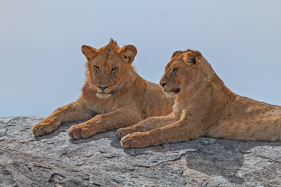 lion, africa, serengeti