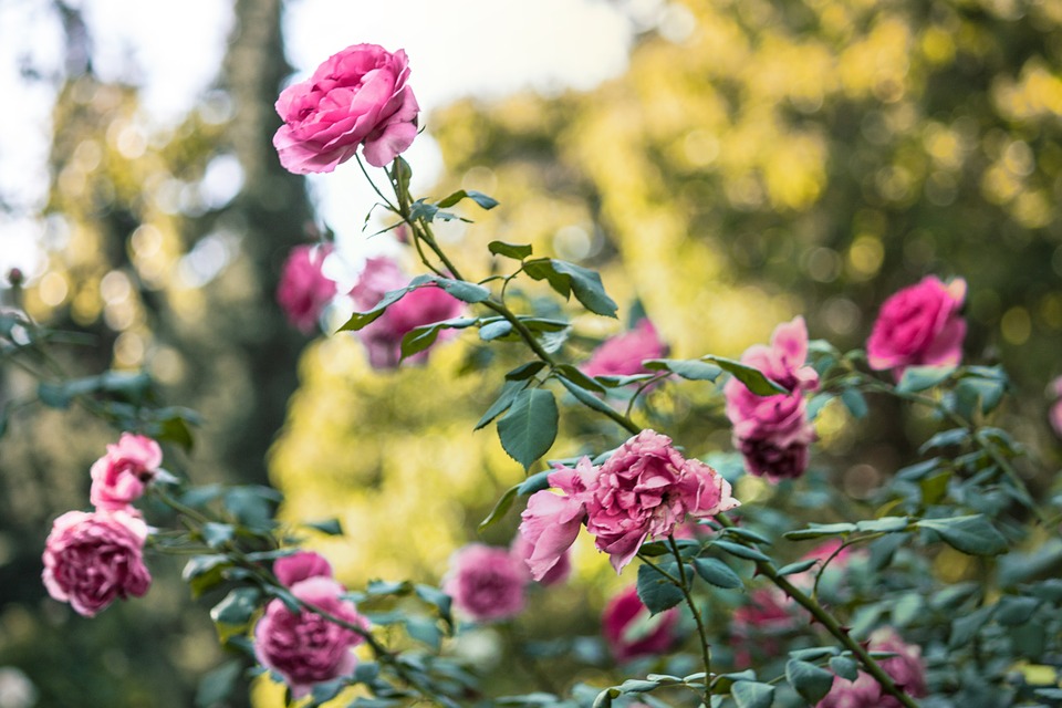 garden, pink, roses