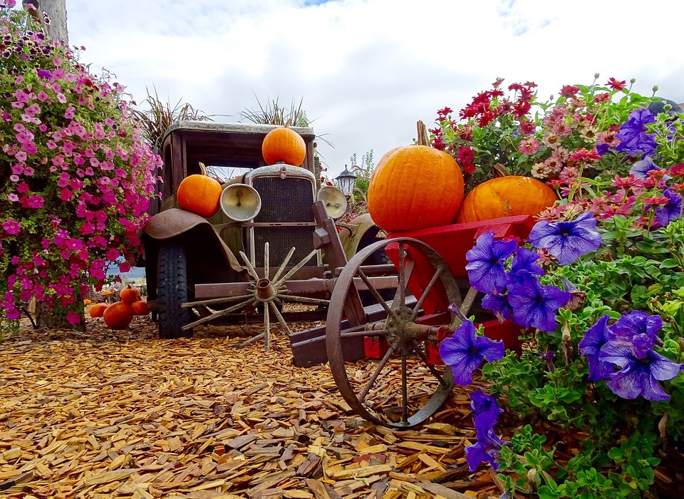 truck, pumpkins, flowers