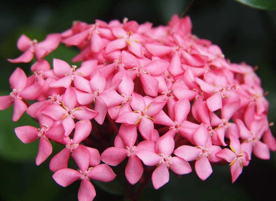 hydrangea, pink, flowers