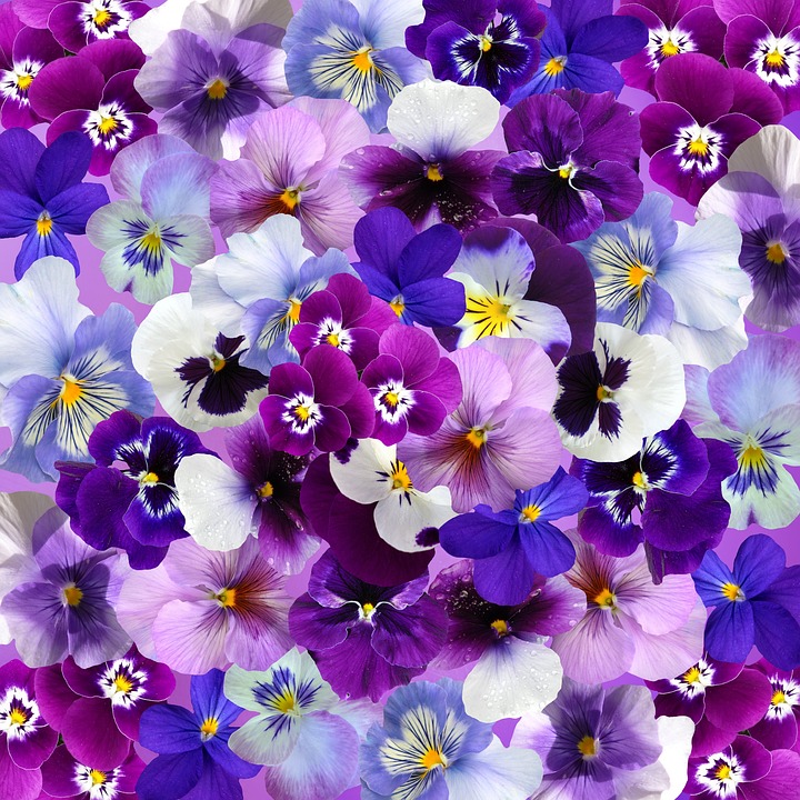 pansy, easter, spring