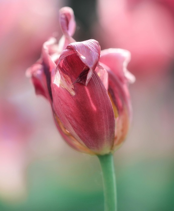 tulip, pink, spring