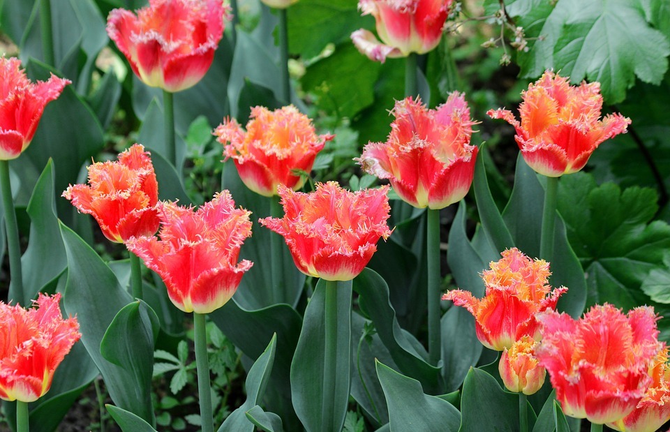 tulips, red tulips, flowers