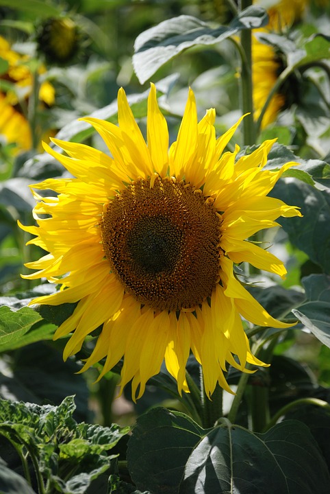 sunflower, helianthus annuus, yellow