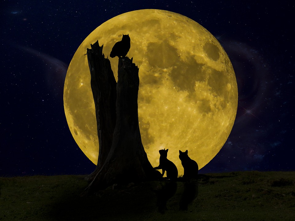good night, moon, owl
