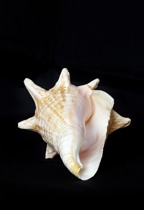 shell, sea, underwater world