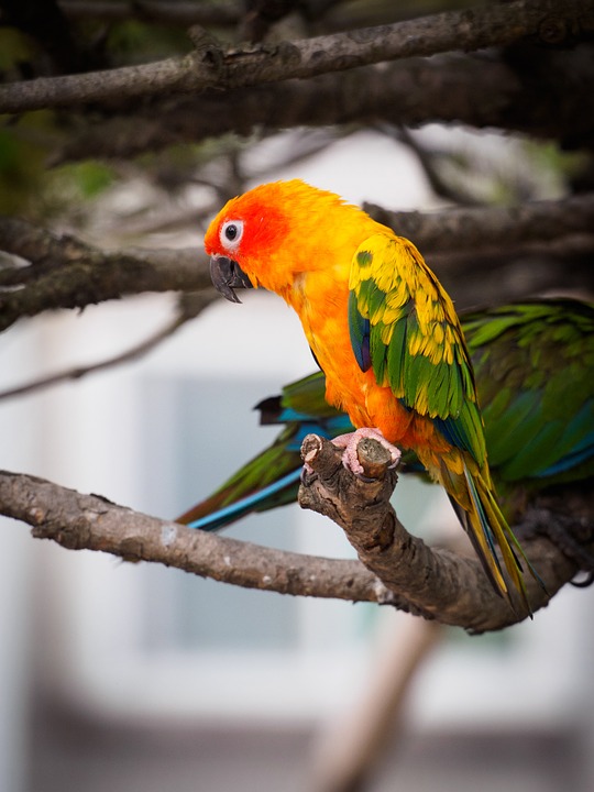 parrot, birds, greenness
