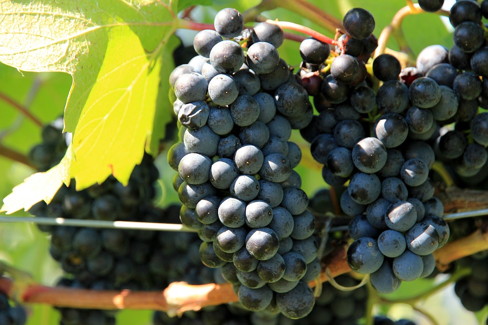 grapes, wine, vine