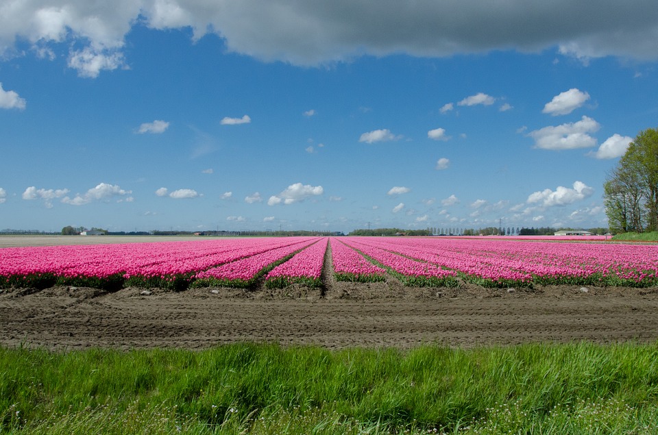 tulip, field, dutch