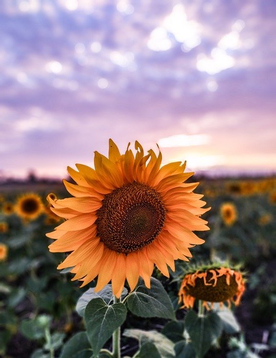 sunflower, summer, flowers
